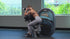 Hoist Fitness Club Line Triceps Extension