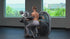 Hoist Fitness Club Line Lateral Raise
